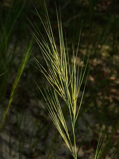 {Aristida tuberculosa}
